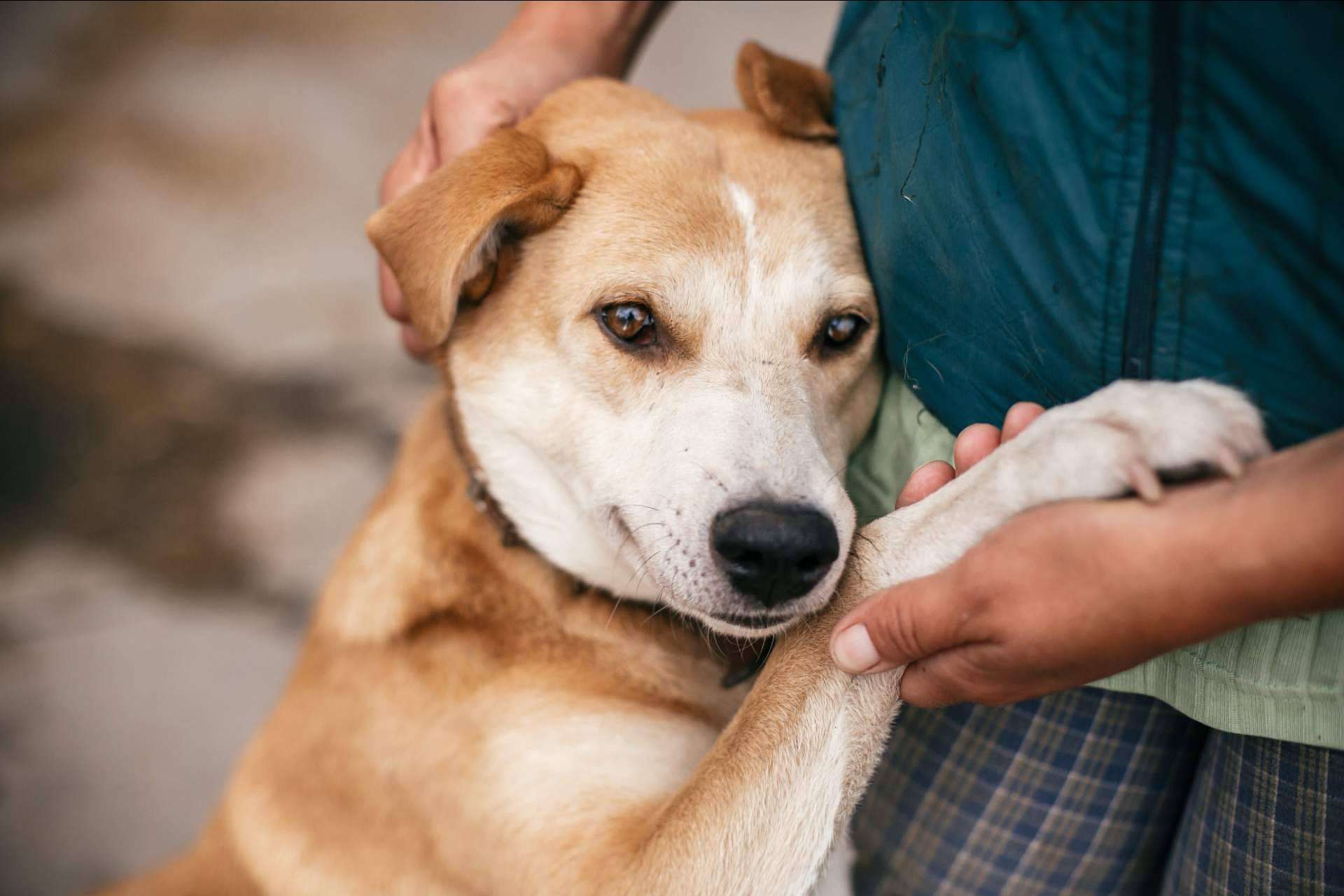 La tienda online propia del proyecto Adopta un Animal tiene el objetivo de ayudar a fundaciones y protectoras de animales