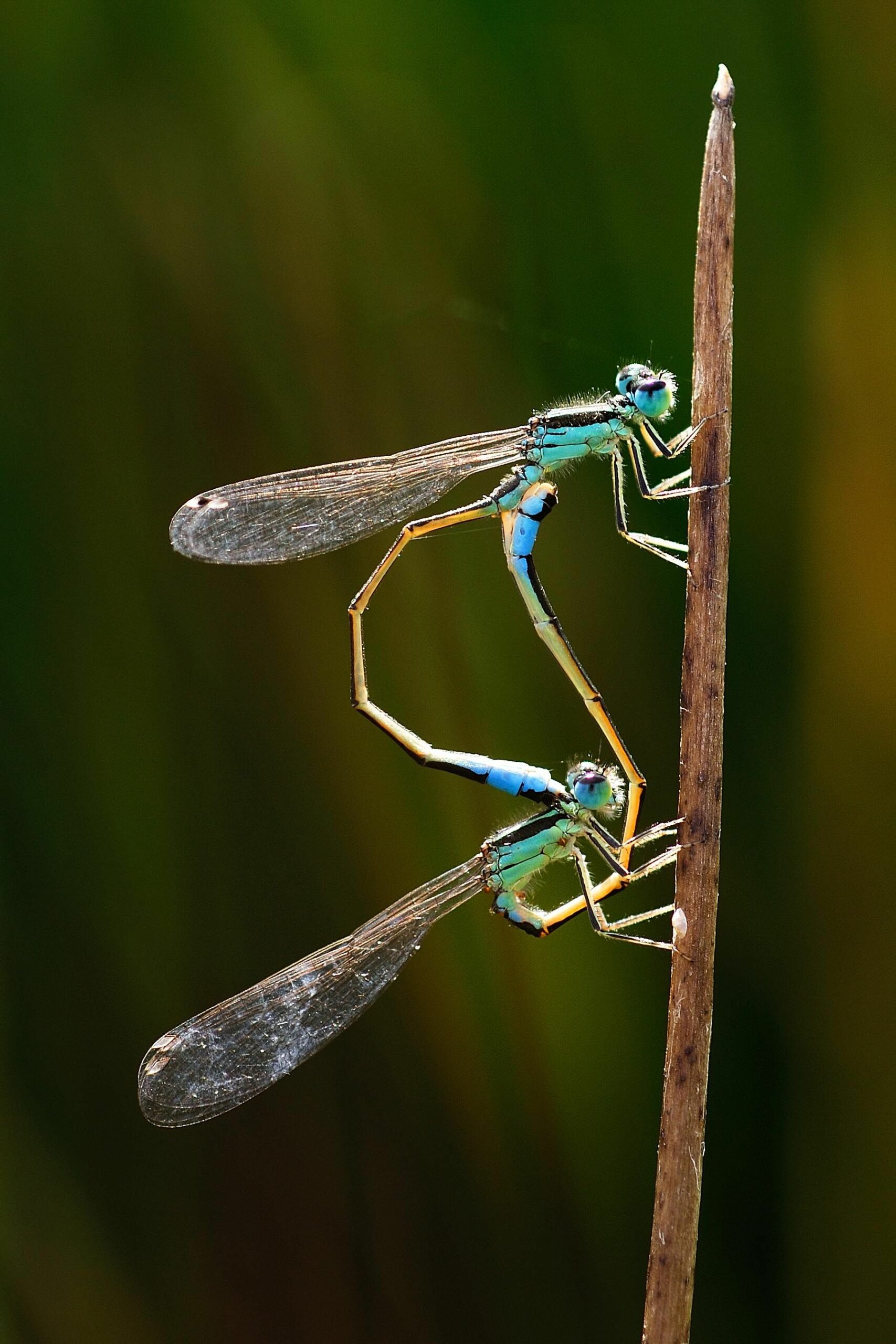 Los amantes del mundo de la entomología tienen una cita en Cogolludo de la mano de SEACAM