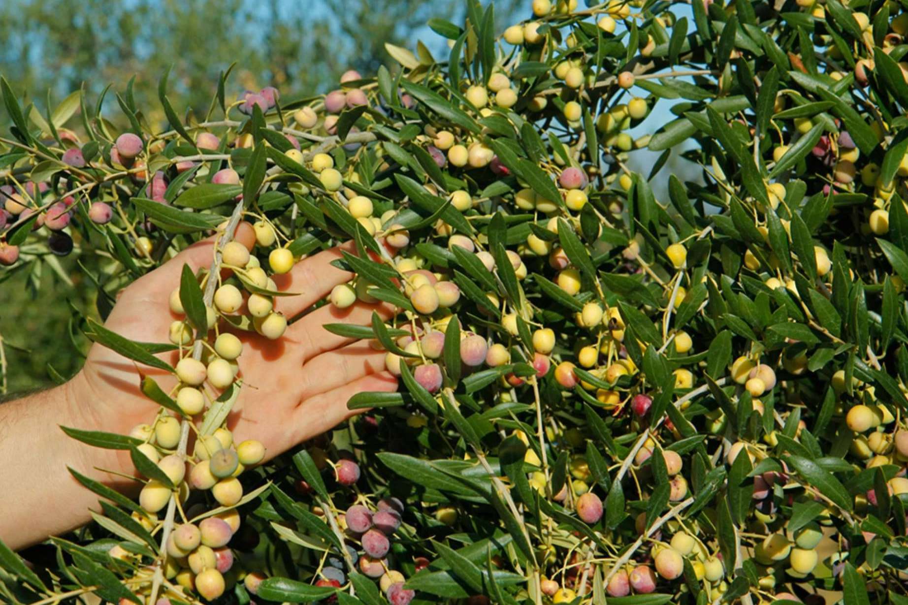 Las aceitunas arbequinas y la salud