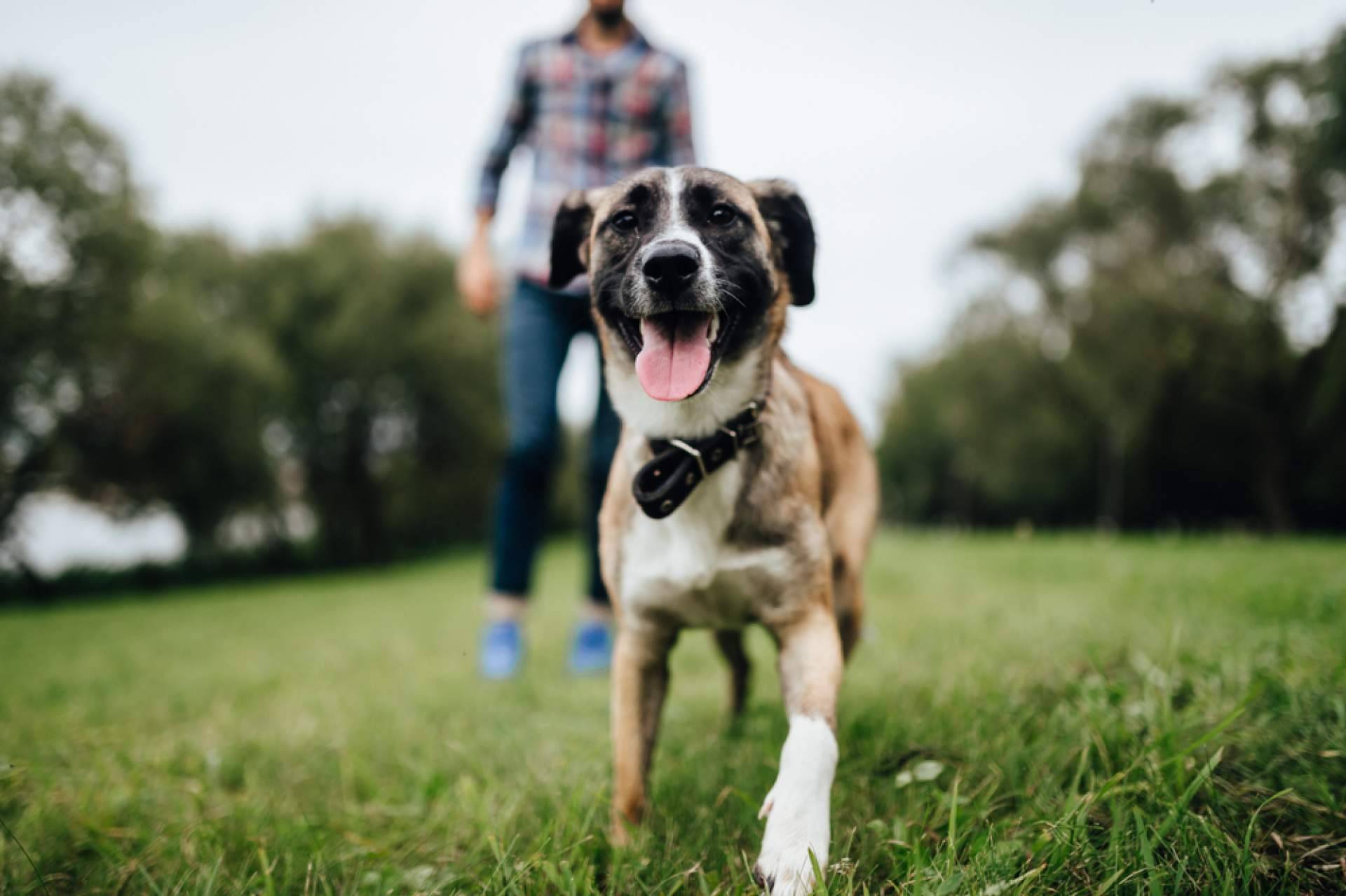 Buscador de tiendas de mascotas para adoptar animales, La Central del Cachorro
