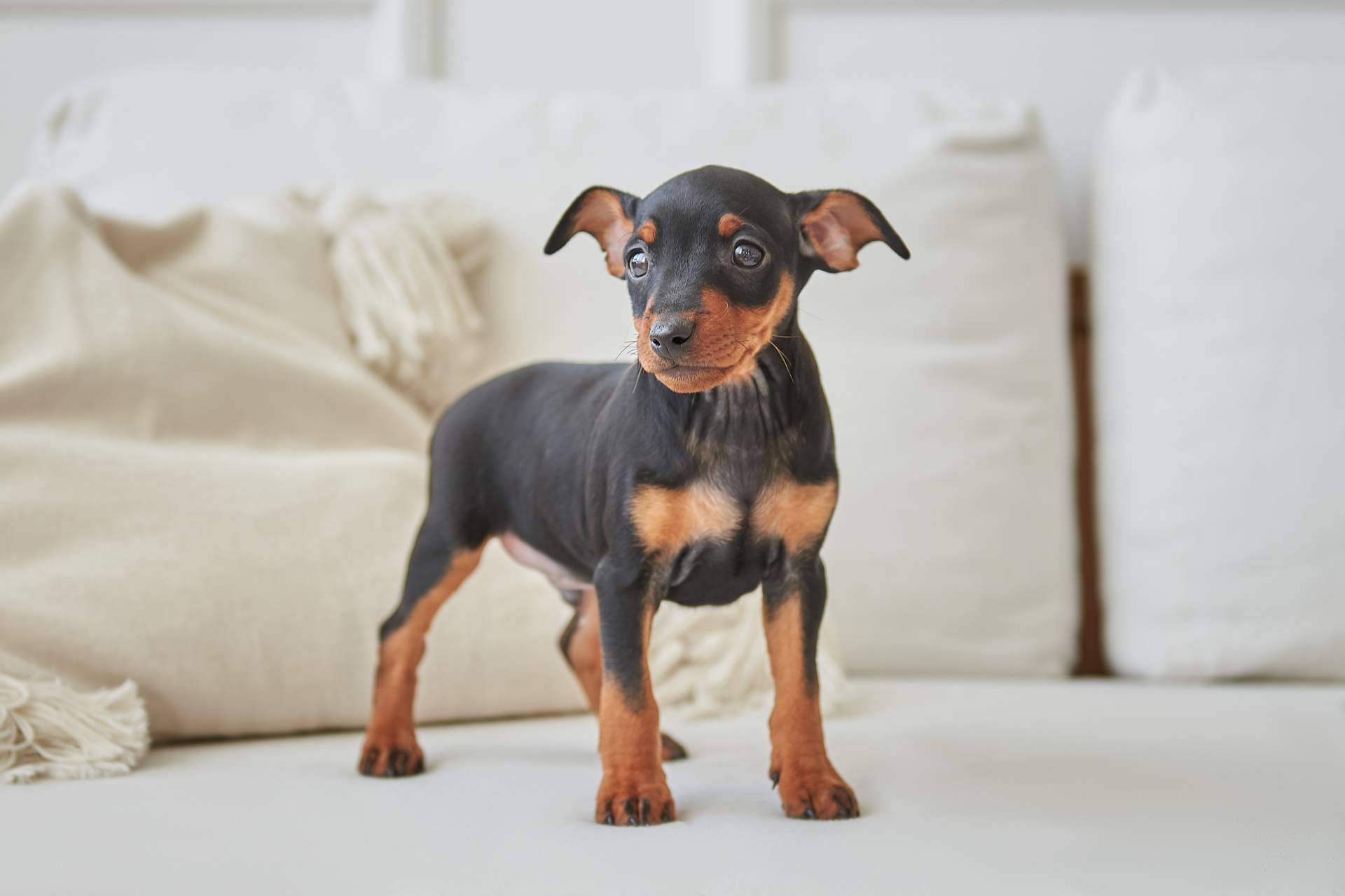 Los mini pincher que se pueden encontrar en Cachorros del Valle