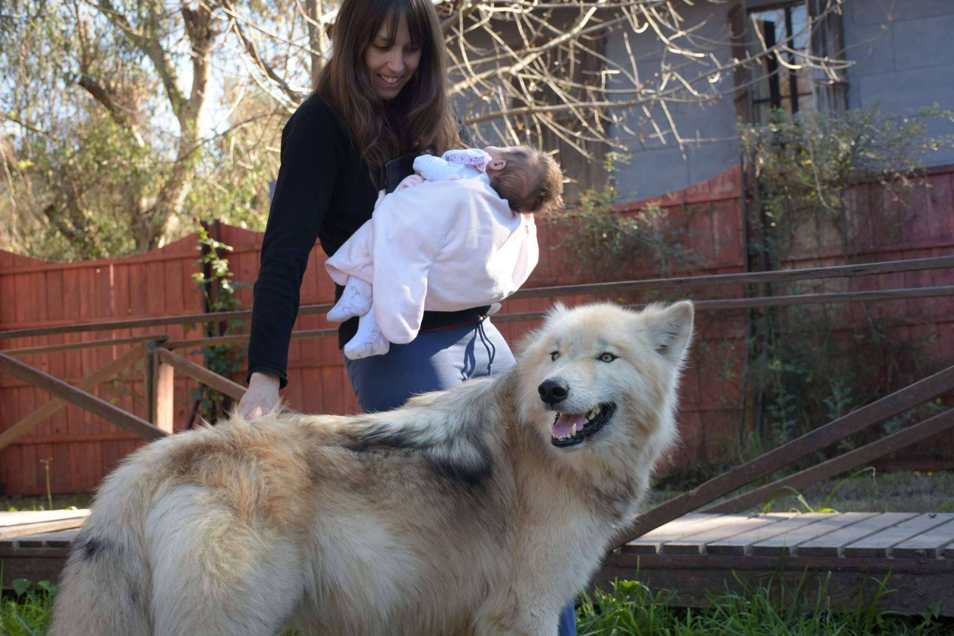 De los mitos y leyendas a las realidades, Wolfdog o Perro Lobo Americano