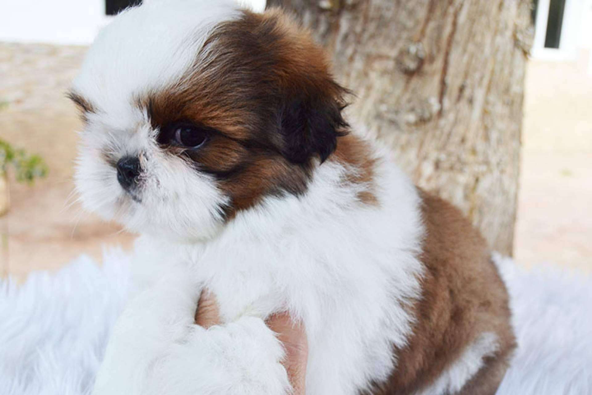 Gallumar da una serie de recomendaciones para la salud, higiene y peluquería de los cachorros shih tzu