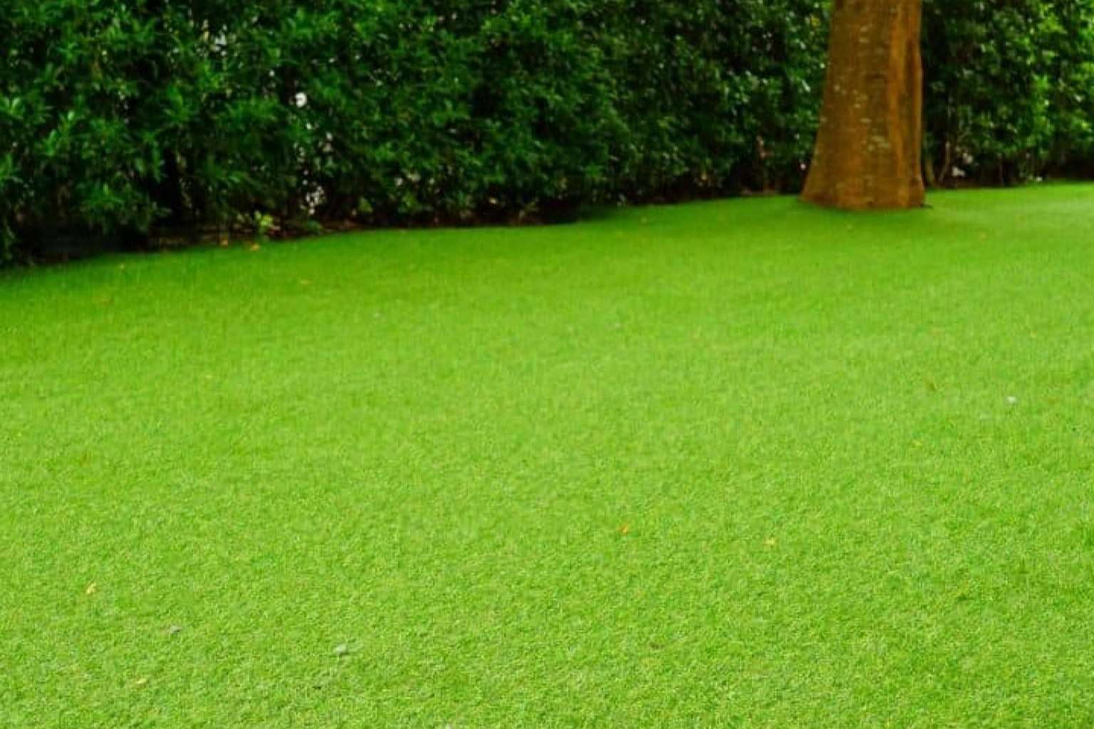 Los productores y fabricantes de césped artificial de Albergrass