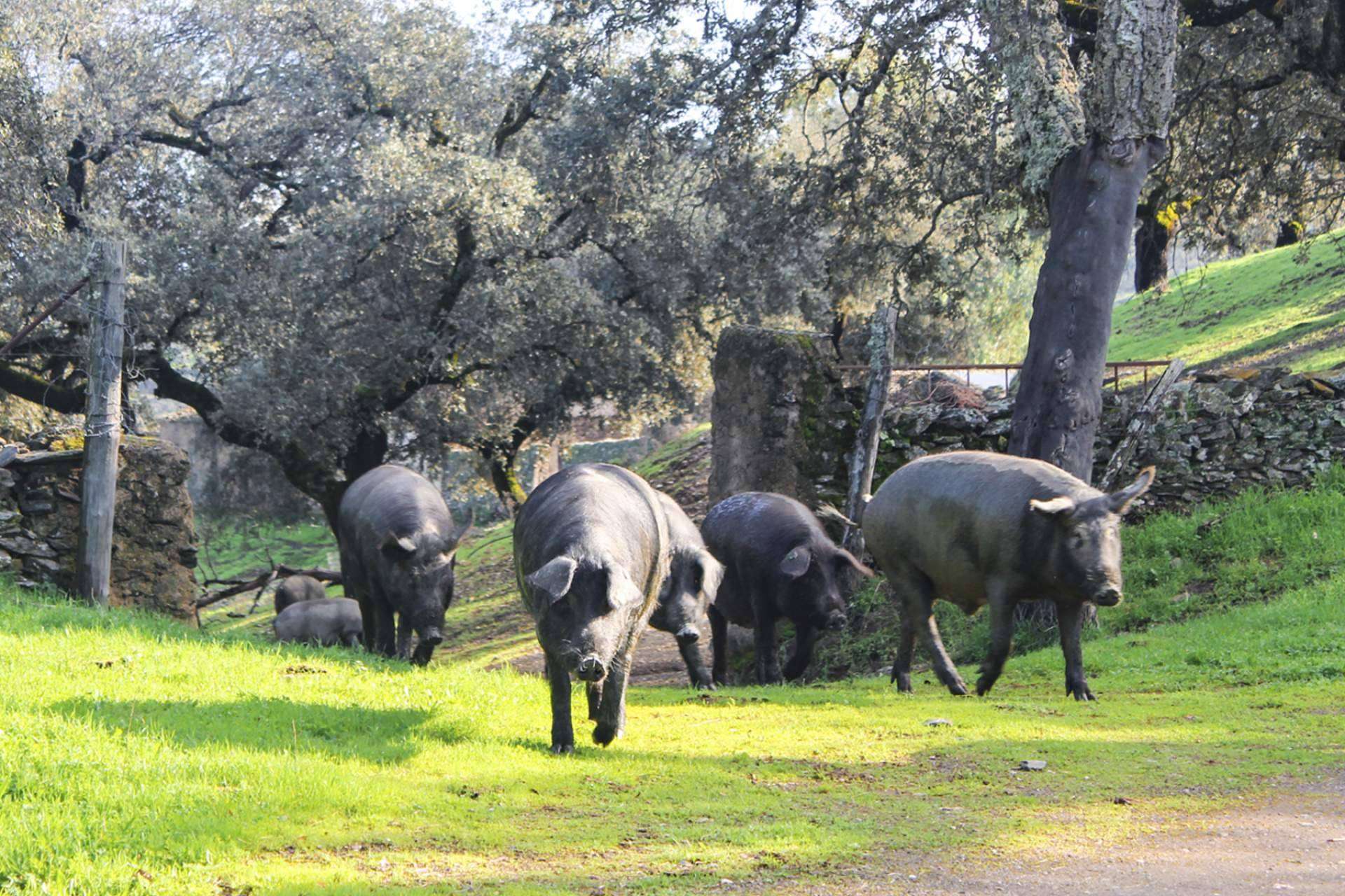 Comprar jamones y paletas ibéricas Segundín, el gourmet ibérico artesanal