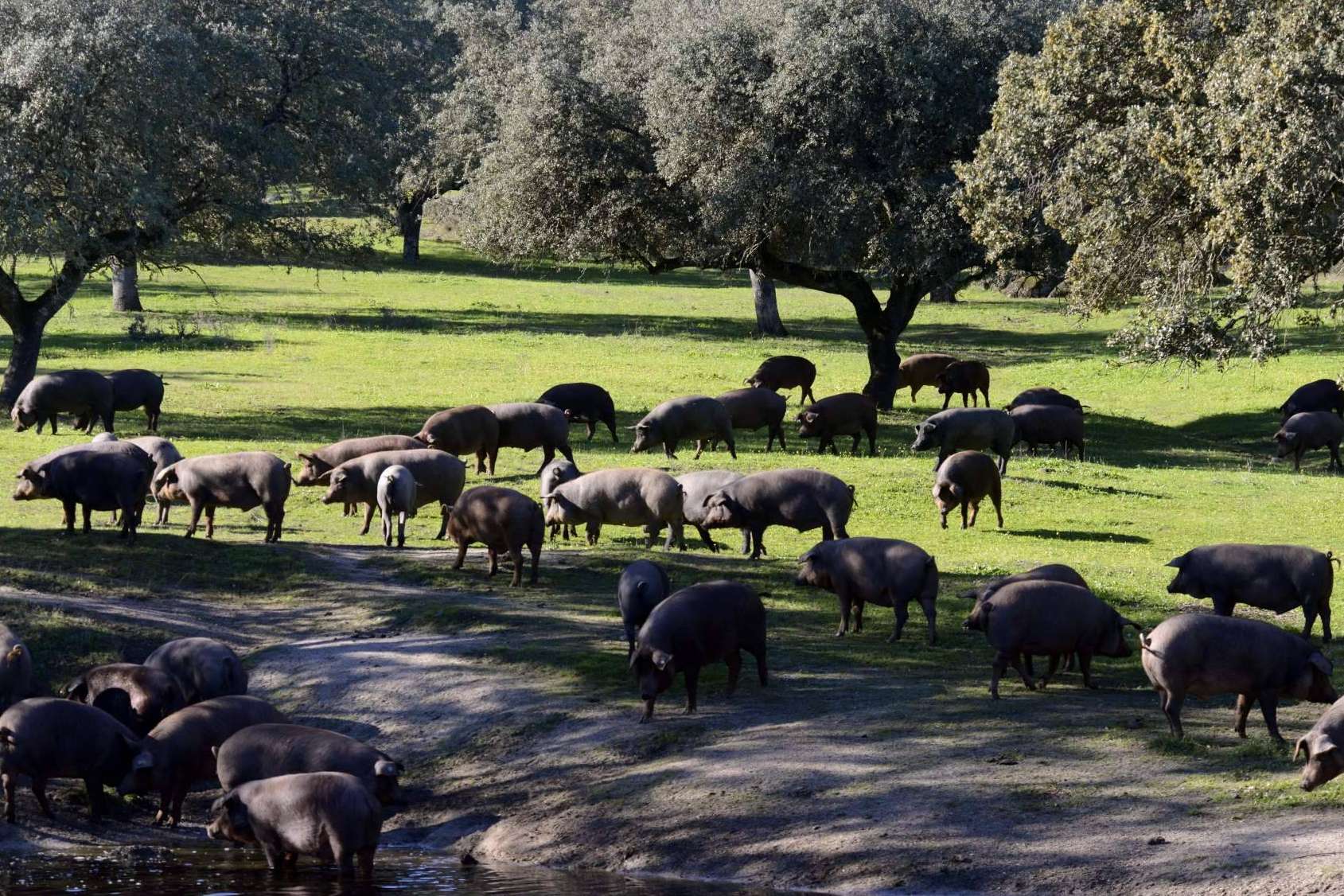 Jamón ecológico, calidad en manos de Don Ibérico