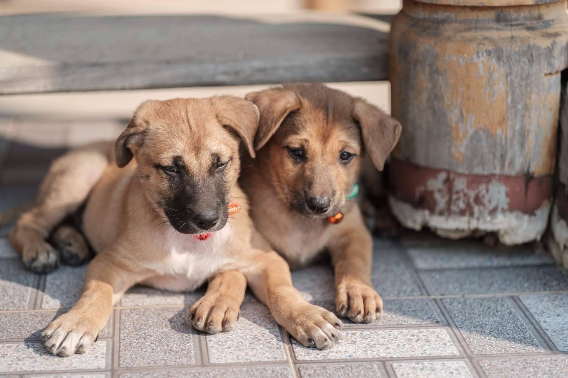 La Central del Cachorro es uno de los mejores criadores de perros