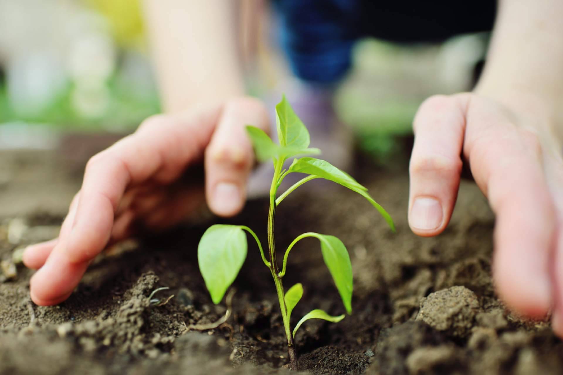 La plataforma para mantenerse al día con las fichas oficiales del Ministerio de Agricultura, Fitovademécum
