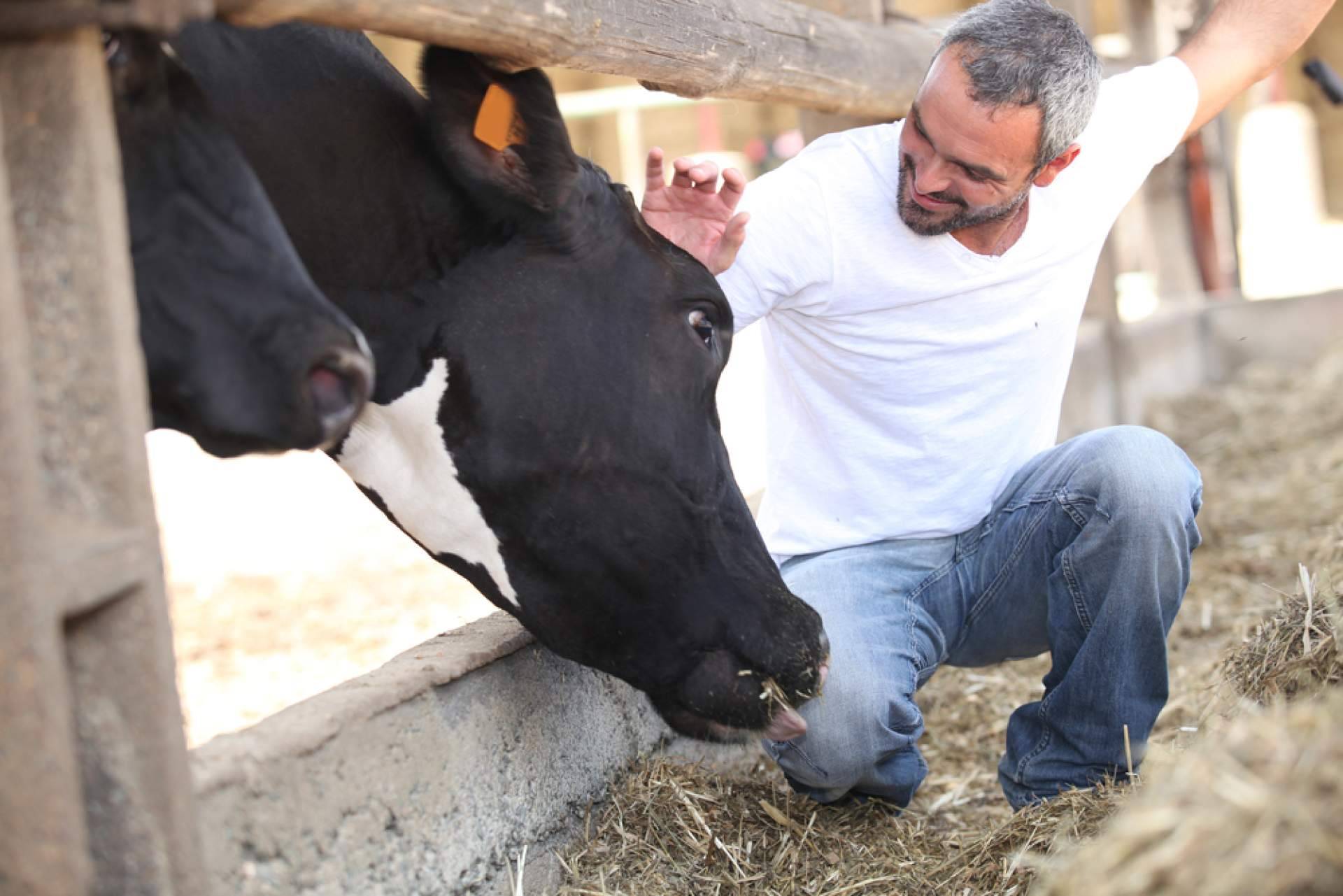 Agilizar la comunicación y evitar errores en empresas de ganadería con Afeedme