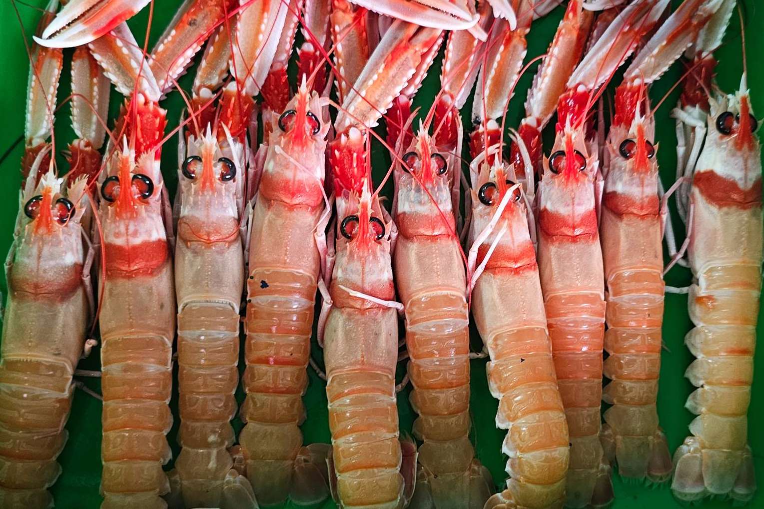 Comprar marisco para Navidad, con Lonja de Ayamonte
