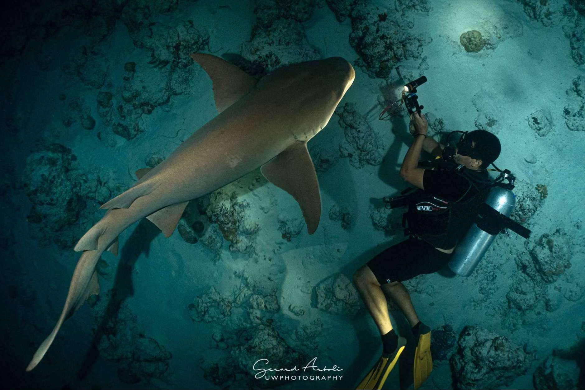 SevenBlue brinda experiencias de buceo con tiburones