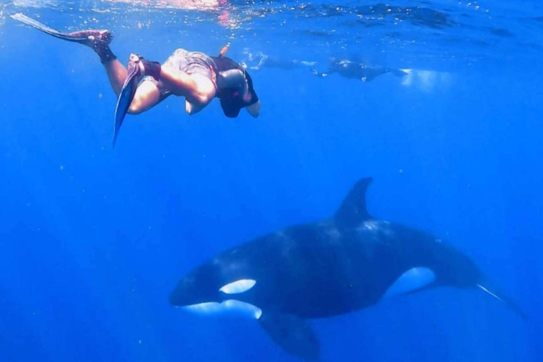 Los expertos de Seven Blue ayudan a conocer todos los secretos del fondo marino