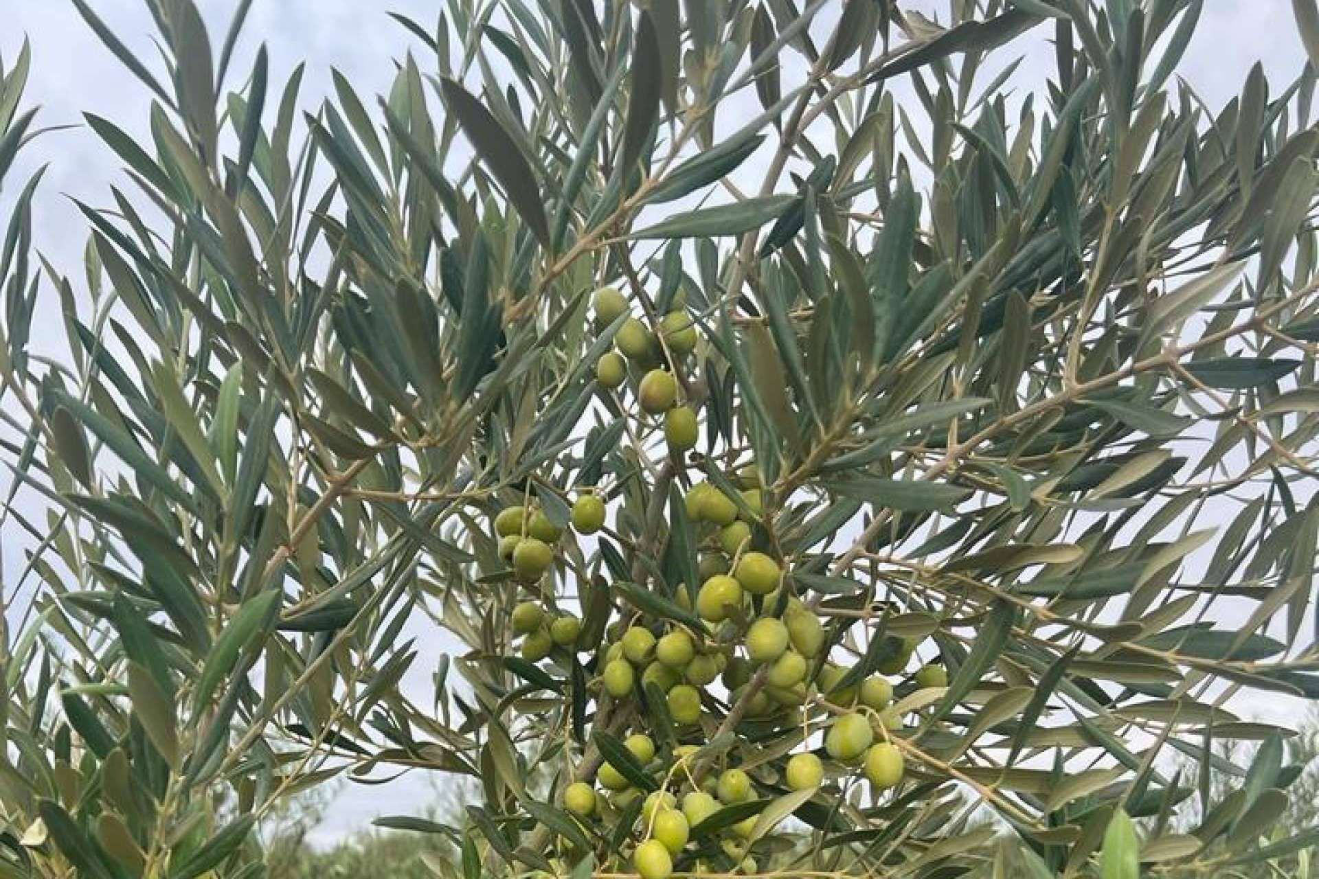 Olivar de Arbequina en secano, cultivo mecanizado y sostenible