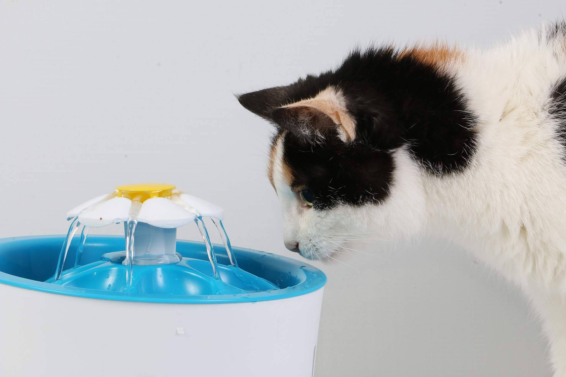 Can Xana ofrece alimentación para gatos