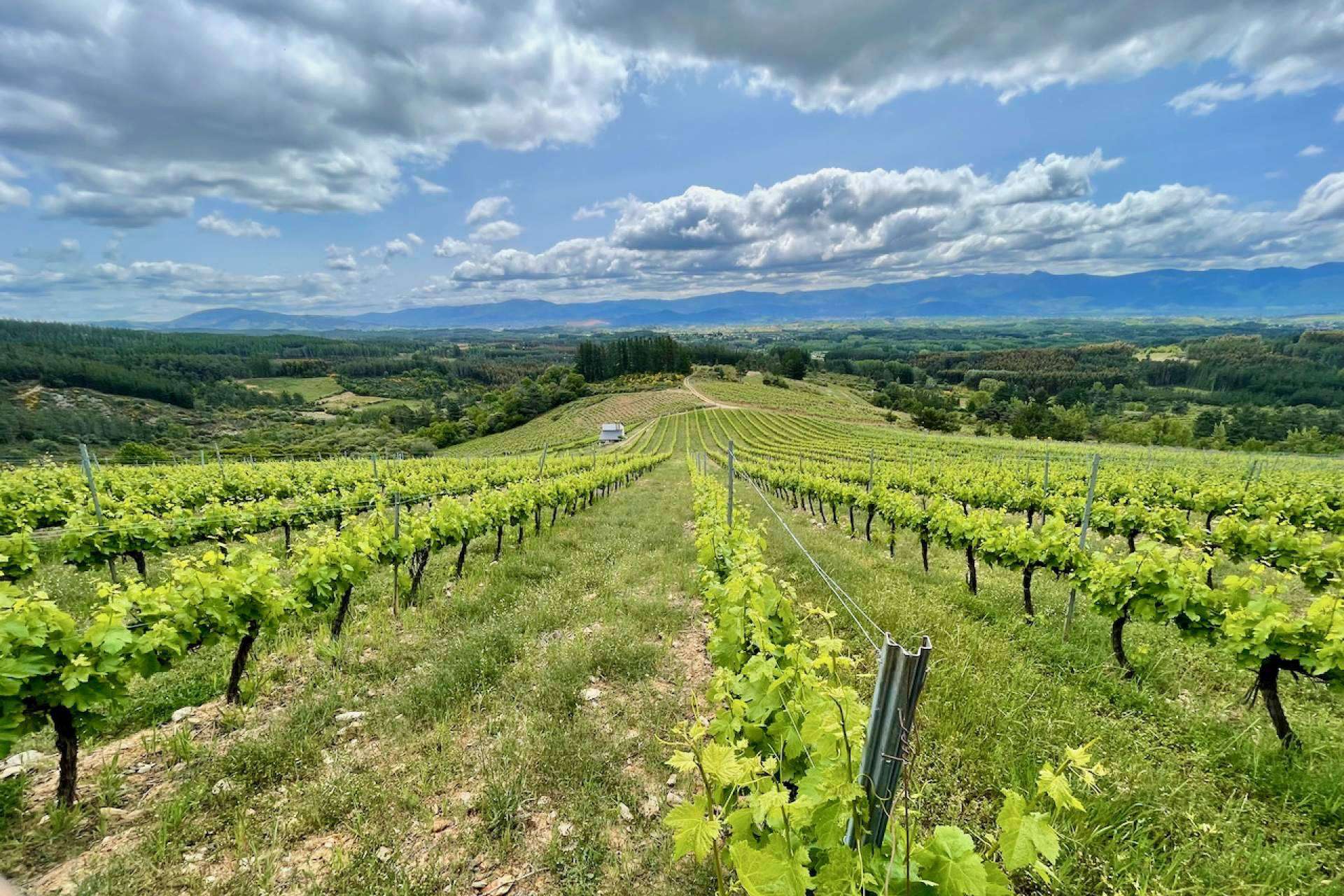Los viñedos de El Bierzo, sinónimo de calidad y tradición