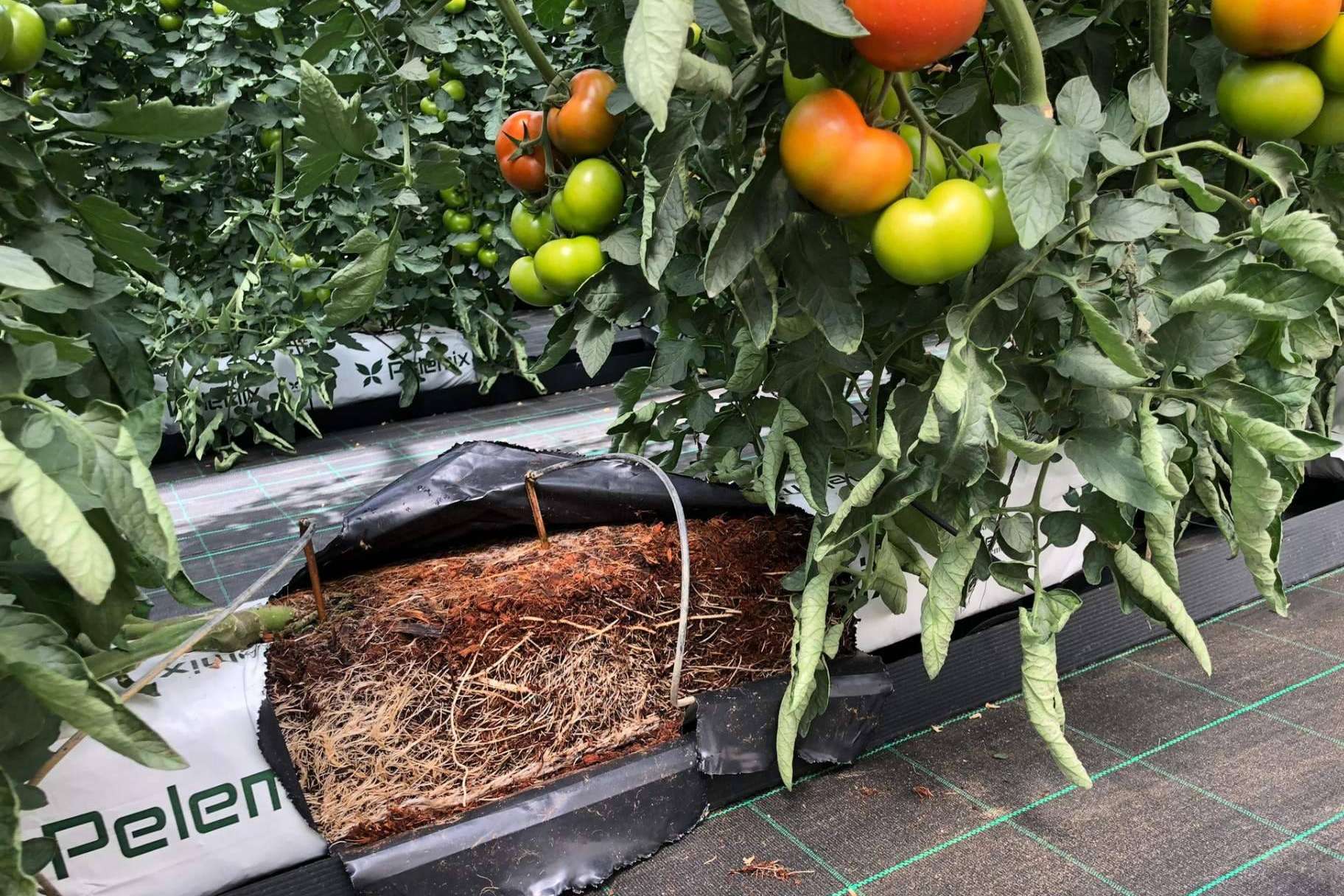 Pelemix, una empresa dedicada a la producción y comercialización de sustratos de coco de calidad para la agricultura