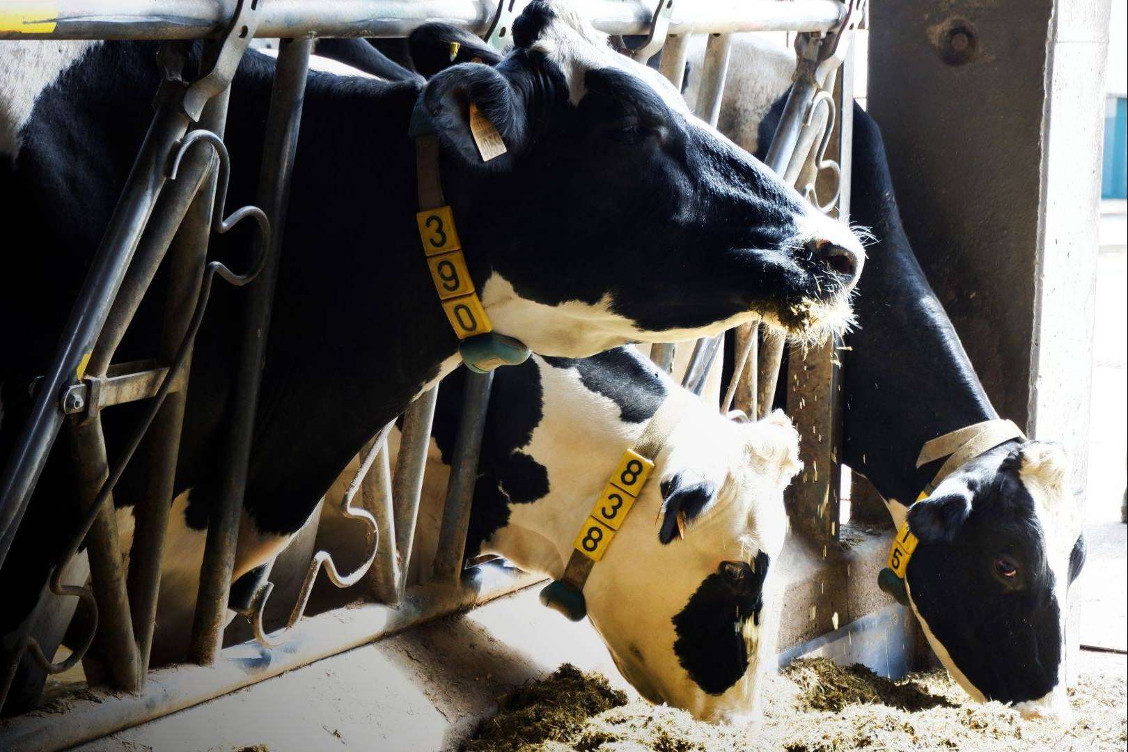 Ucoga, especialistas con experiencia, liderazgo y calidad de gestión en seguros agrarios