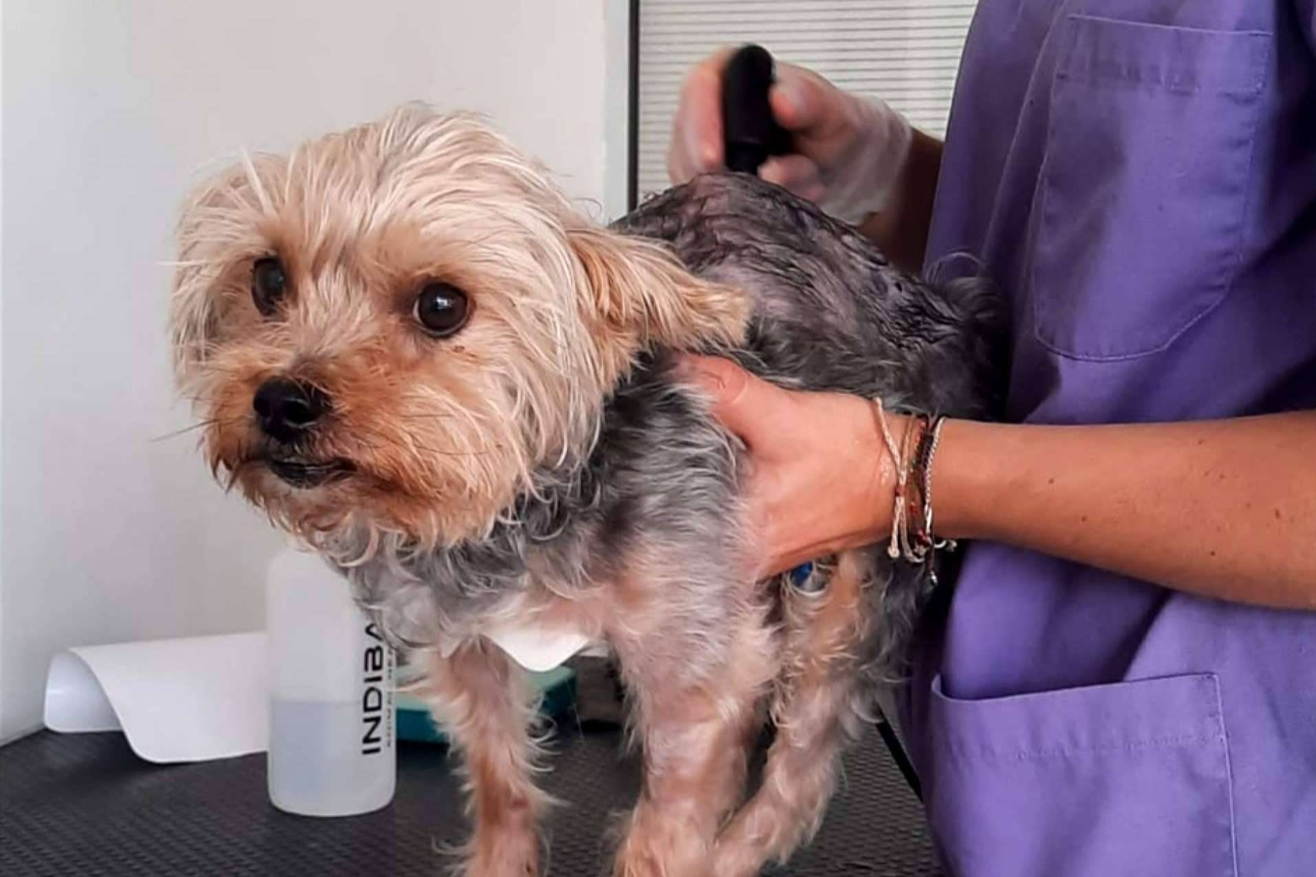 Los beneficios de la radiofrecuencia INDIBA en el mundo veterinario, de la mano de Reanimalia