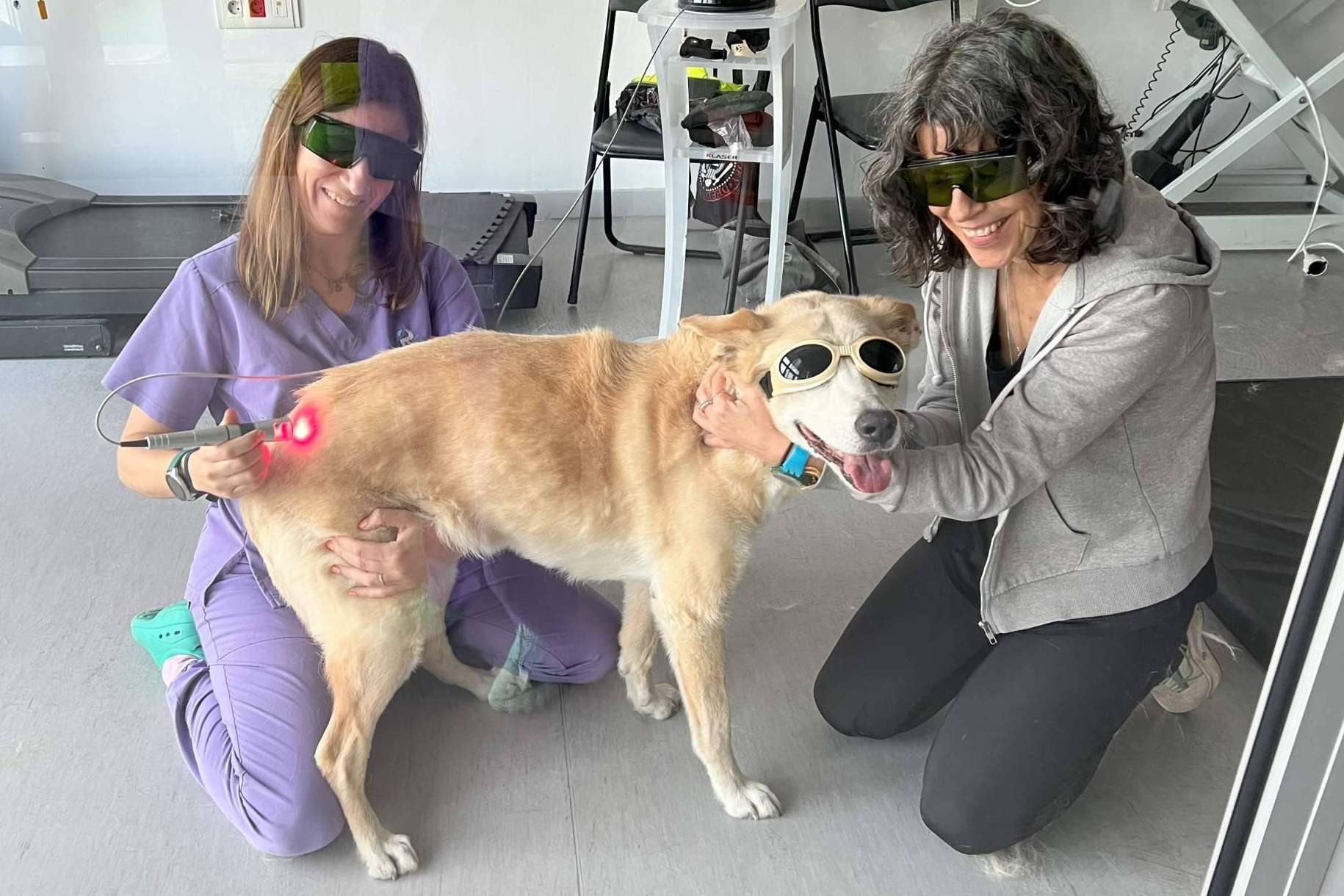 Terapia láser en veterinaria para el tratamiento de dolor, heridas, infecciones... ¡y mucho más!