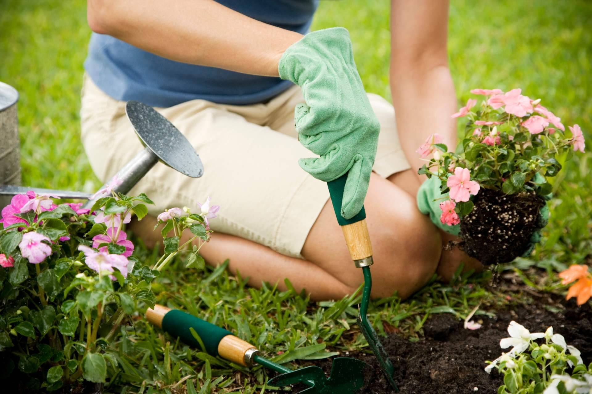 Todo sobre plantas y jardinería en los viveros de Sagunto, de la mano de Trébol Garden