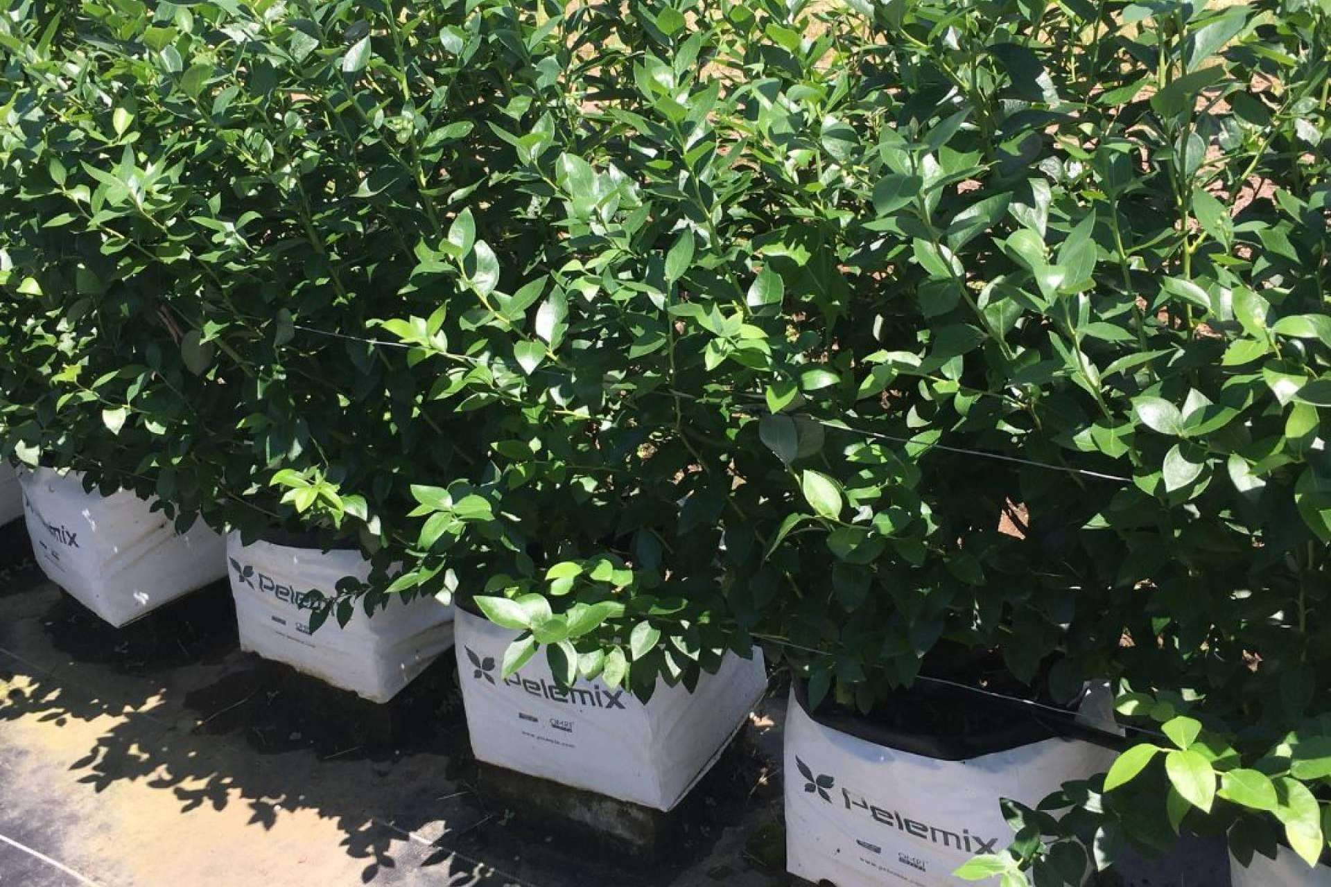 Pelemix ofrece productos a base de fibra de coco para potenciar el cultivo hidropónico de arándanos