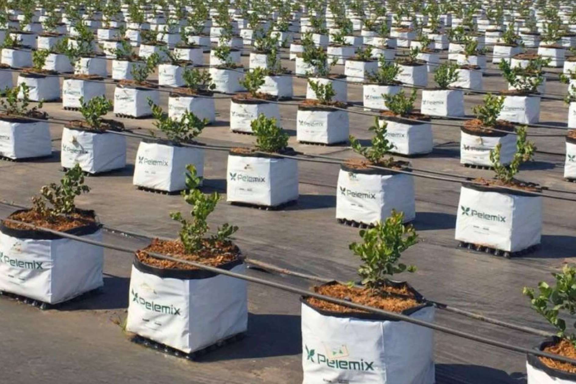 Innovación sostenible para optimizar el cultivo de arándano, con los sustratos de Pelemix