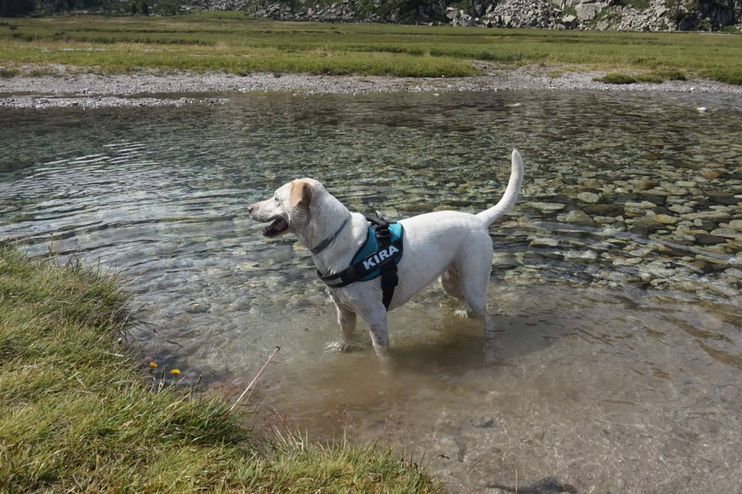DogInquieta impulsa el turismo en Extremadura con mascota con asesoría a alojamientos